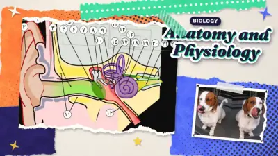 FourSkill course art for Anatomy and Physiology